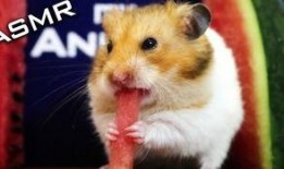 娱乐吃瓜酱仓鼠,揭秘娱乐圈背后的趣味故事